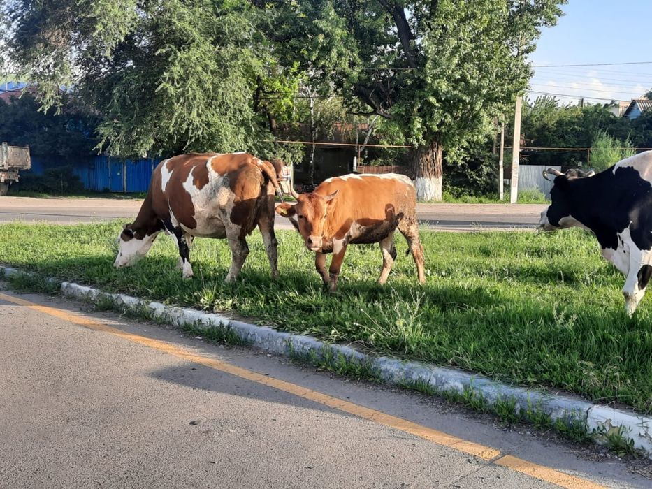 Срочно продам корова