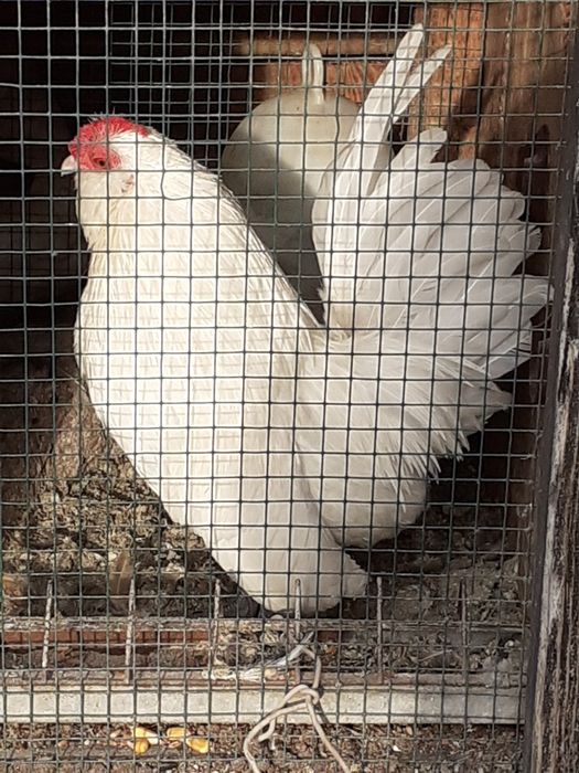 Vand  gainute barboase  anwers