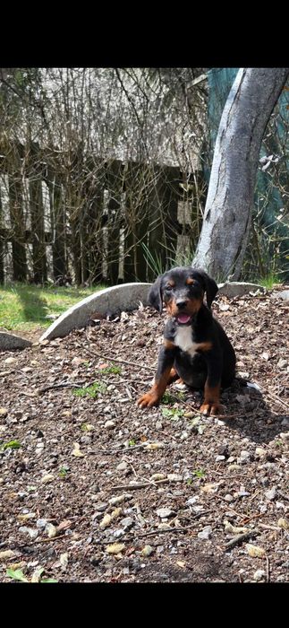 Гонче - Подарявам ловни кучета