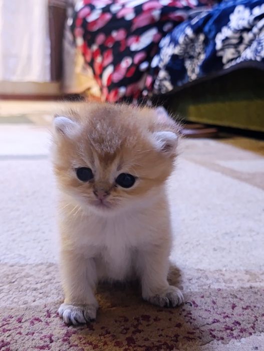 Продам котят Шиншиллят