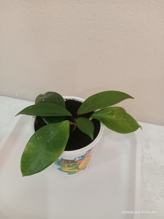 Комнатные цветы. Отросток хойи Карноза.