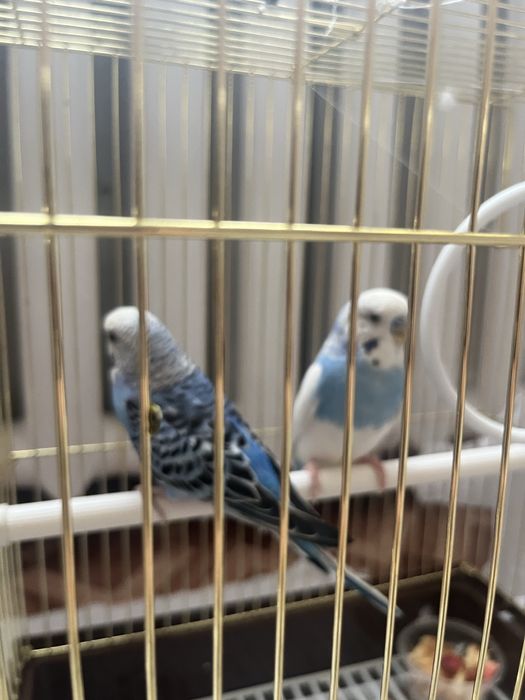 Попугай продам волныстый