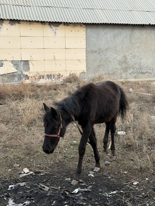 Бие құлынды буаз