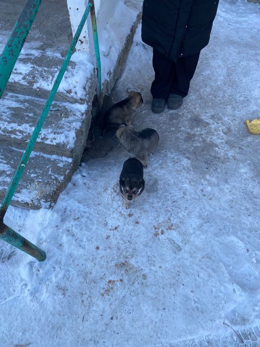 Отдам щенят в хорошие руки