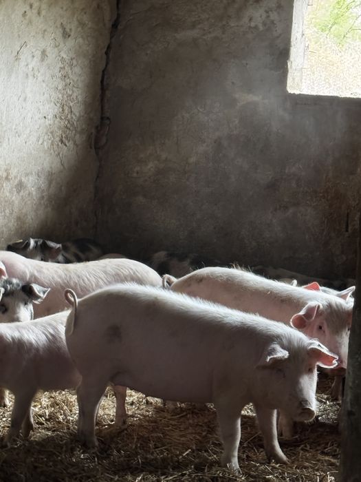 Продавам домашни прасета