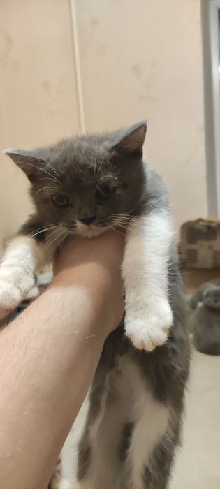 Шотландские котятя