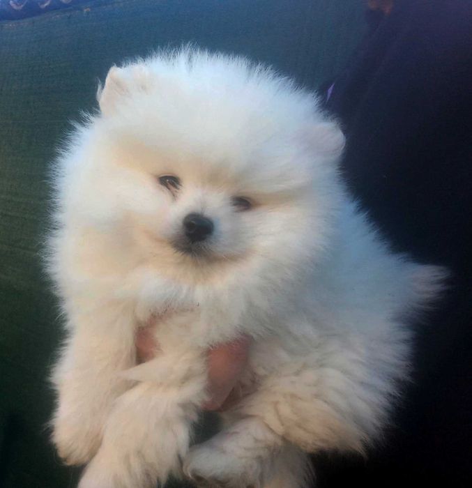 Мъжки померан на 72 дни