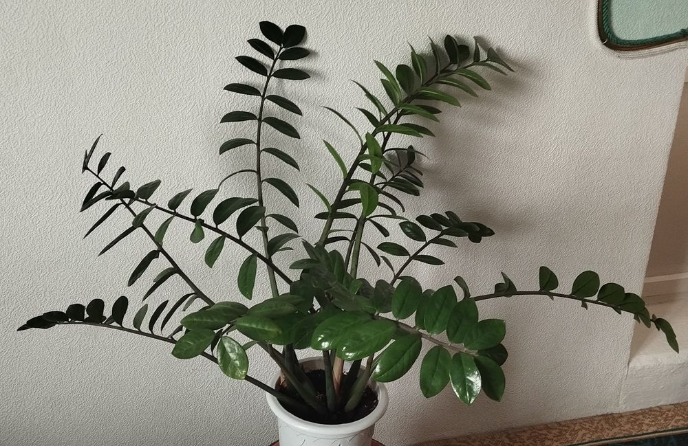 Бугенвиллия Замиокулькас- долларовое дерево