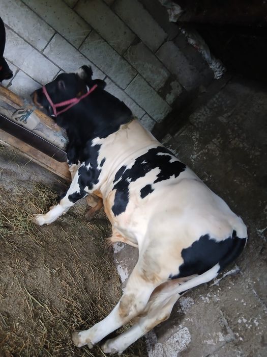 De vânzare 2 viței