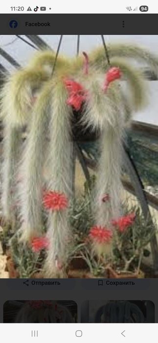 Продам кактус обезьяний хвостик