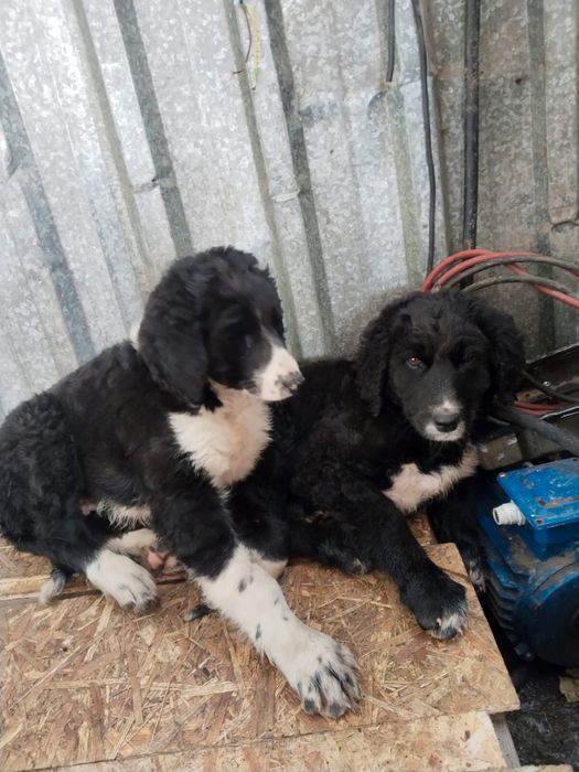 Тазы кушик сатылады