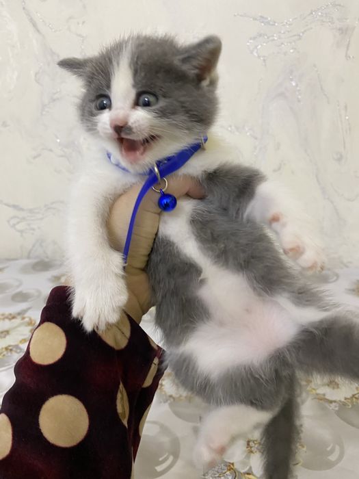 Британские вислоухие мушукчалар сотилади