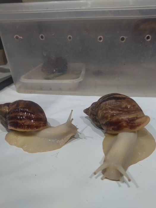 Продаются Улитки Ахатина