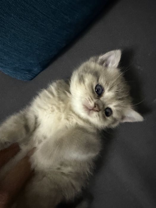 Продам котенка-девочку, британская  шиншилла