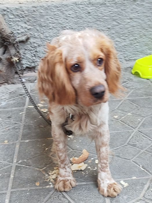 Paroda English cocker spaniel