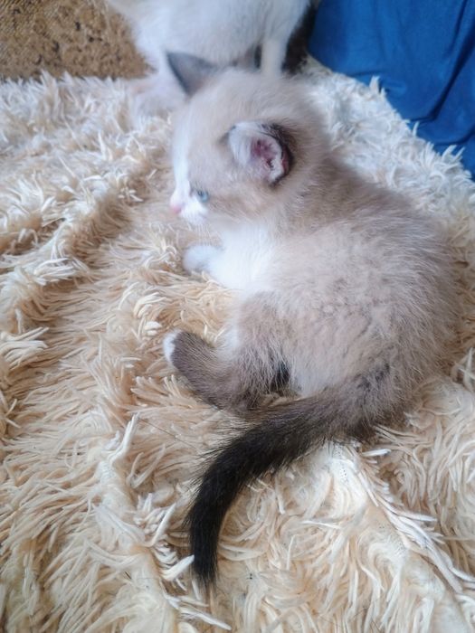 Отдам в добрые руки котенка