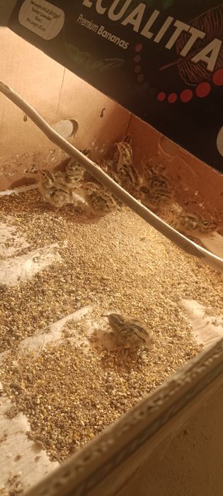 Италия бедоналари