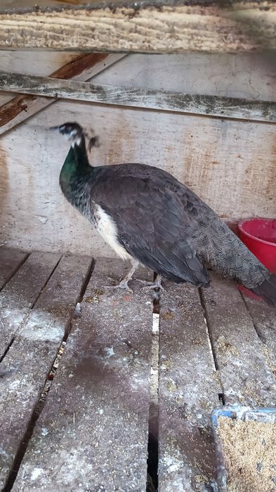 Товуслар сотилади тез вам арзон!