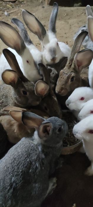 Кролики породы Бабочка