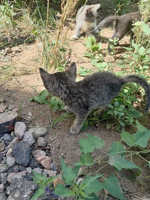 Отдам котят в добрые руки