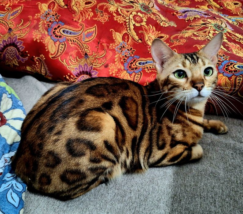 Бенгальская кошка