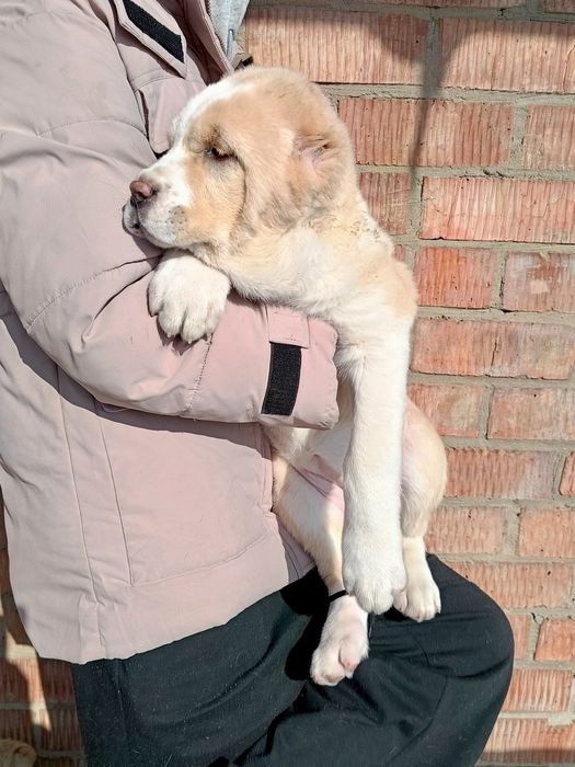 Продаются щенки САО(азиаты)