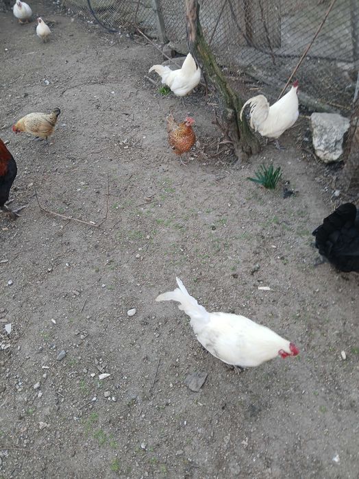 Декоративни кокошки и петли