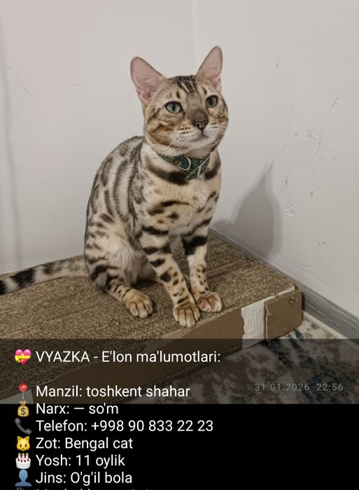 Bengal Вязка Бесплатно