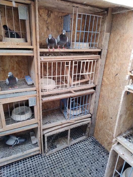 Boxe pentru porumbei