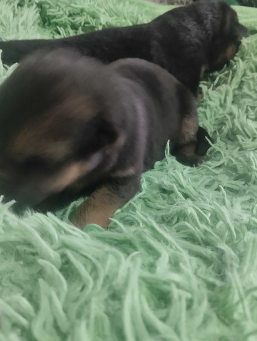 Продажа щенков немецкой овчарки