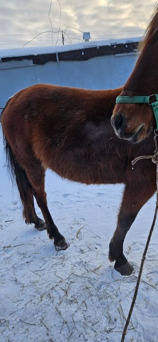 Продам жеребую кобылу