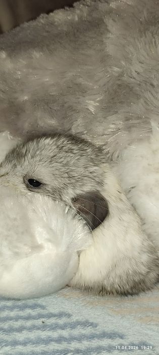 Продам шиншиллят 1.5 месяца