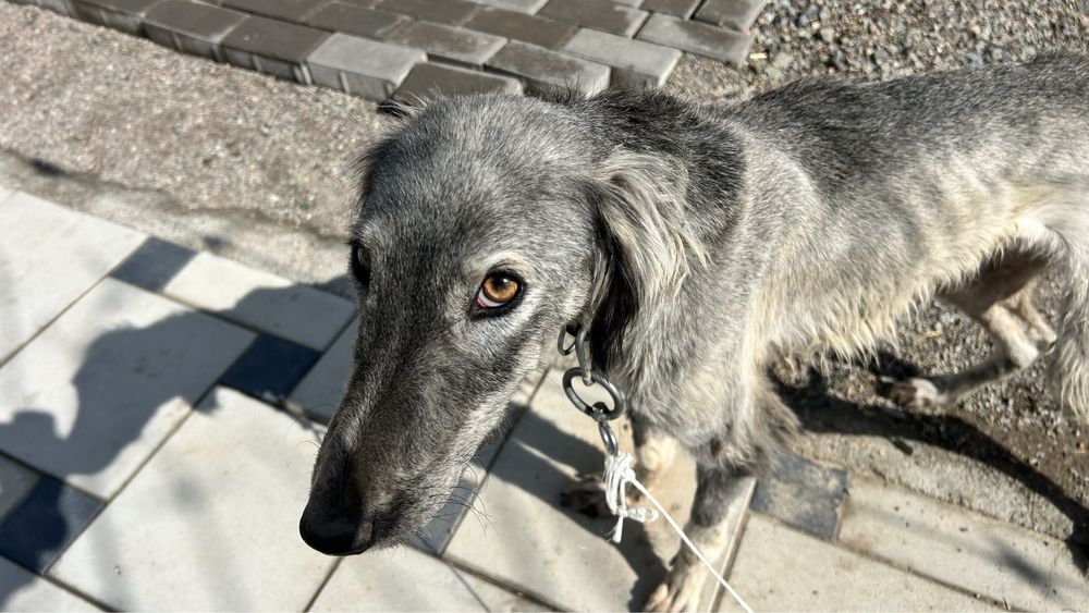 Тазы Ит, Собака