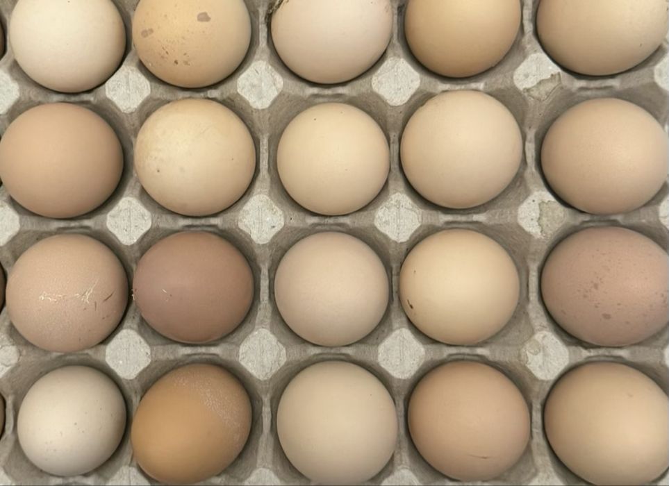 Инкубационные яйца Кучинский