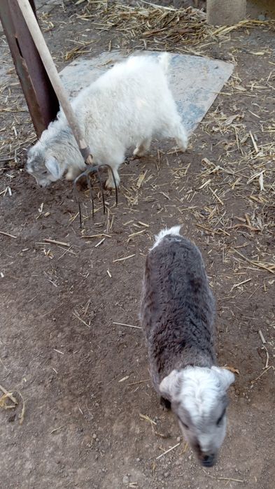 Коза с козленком