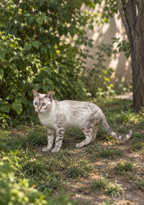 Бенгальская кошка