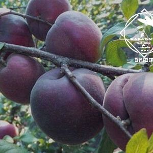 Pomi Fructiferi deosebiti  cais price black