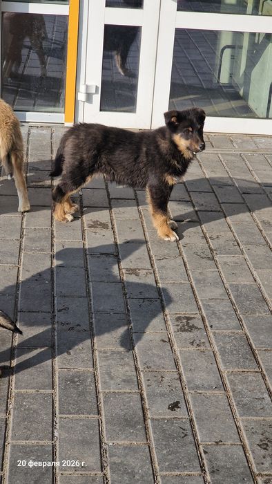 Трое щенков ищут добрых хозяев