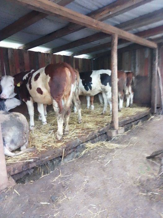 Vitele de tinut cu acte în regula