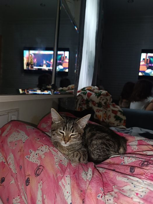 Котенок девочка бесплатно