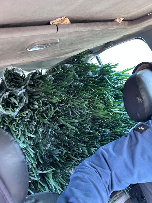 лук зеленый местный