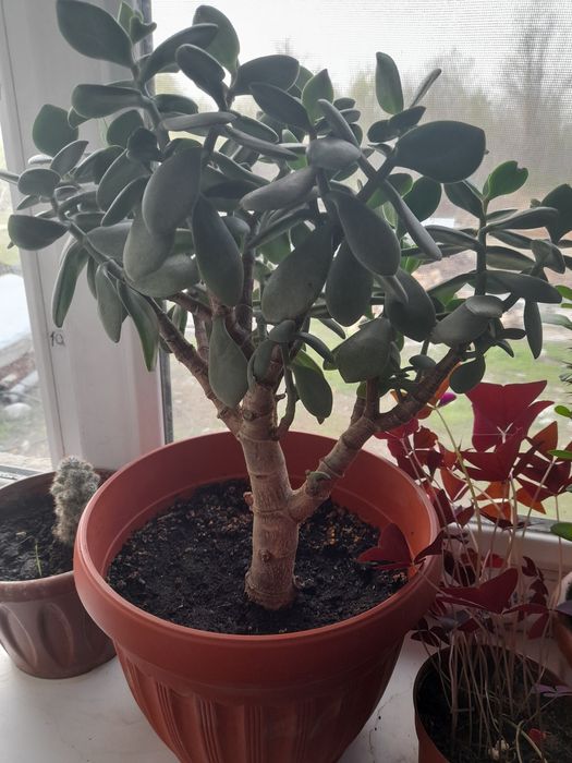 ҮЙ гүлдері От глаз,Ақша гүл.