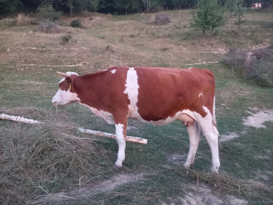 Vând junincă bălțată românească