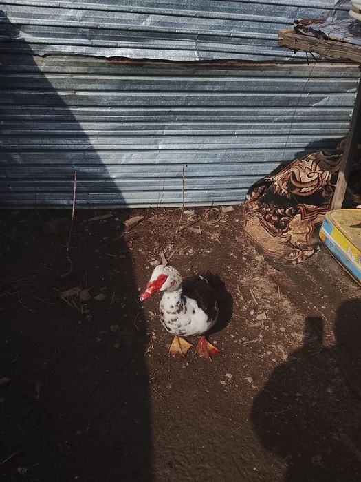 Продам индаутка и. Ауыстрам