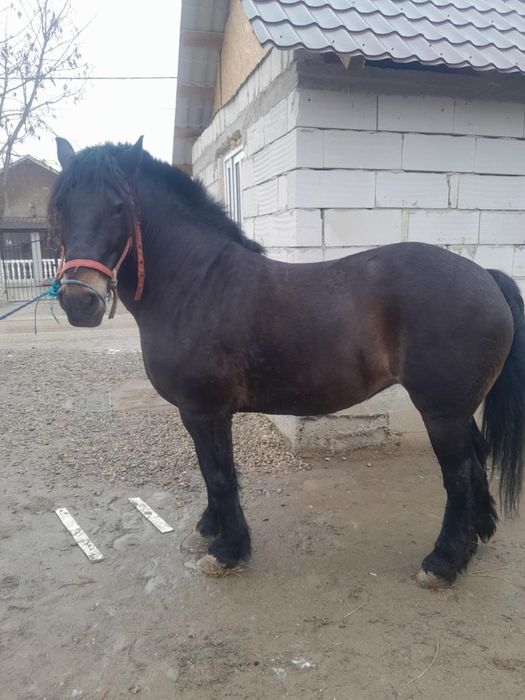 Este de vânzare 2 iepe de 4 ani si 5 ani maimulte detalii înprivat