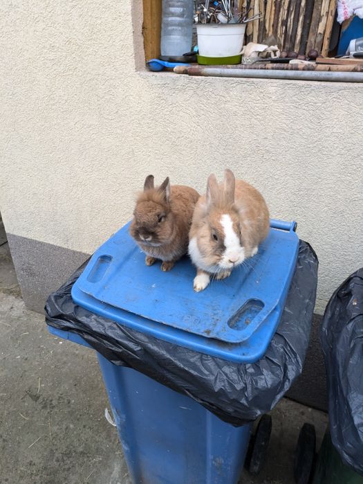 Vând  pereche cap de leu