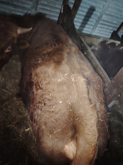 Продам бычка 2 годовалого