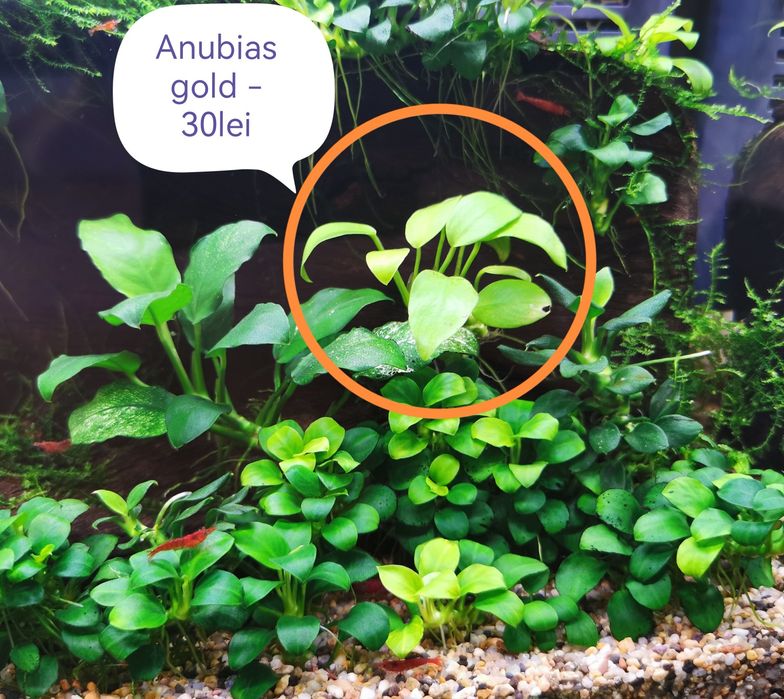 Vand plante naturale pentru acvariu