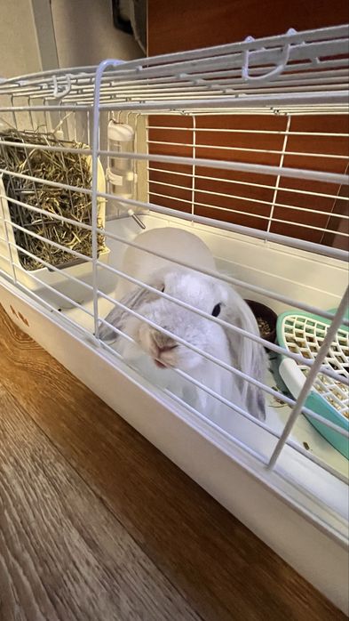 Продам Милую девочку Лоллу