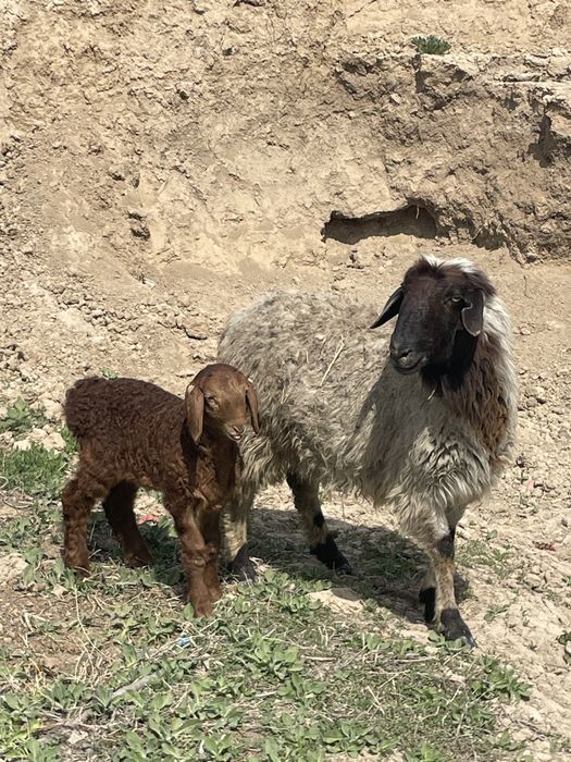 Қозылы қой сатылады Тұрарда тұр